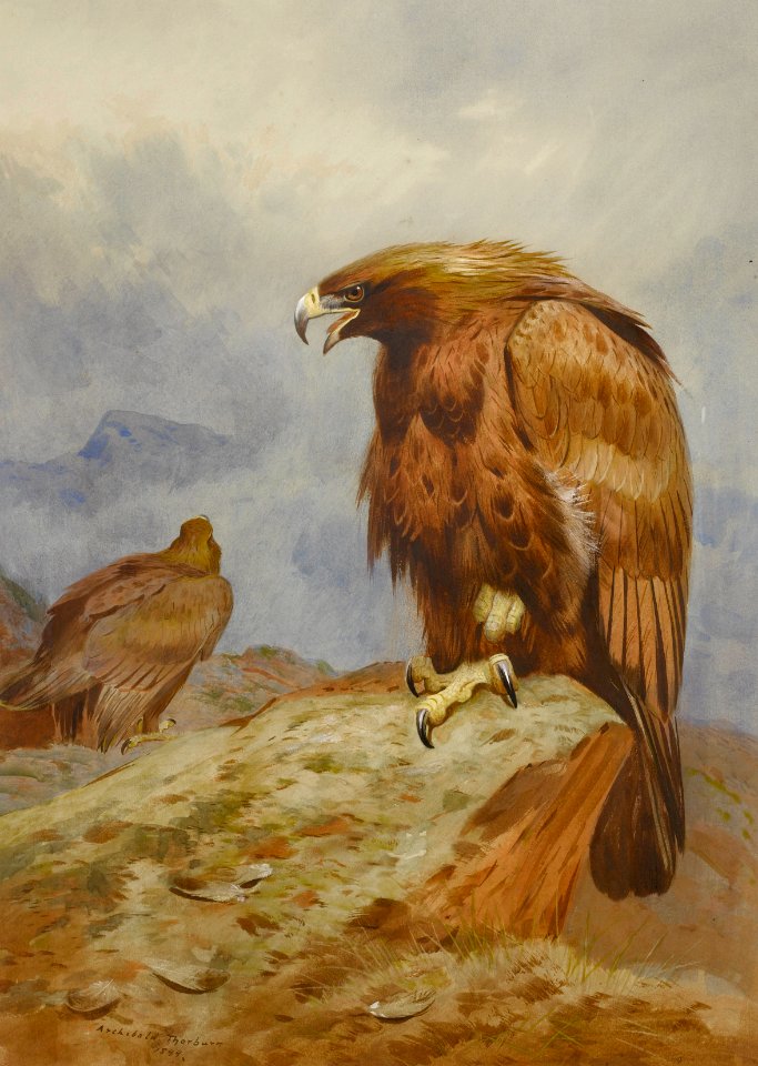 Archibald Thorburn, Pair of Golden Eagles. Bonhams