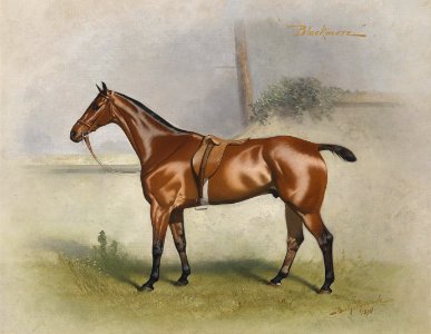 Basil James Nightingale horse portrait Blacmore 1893