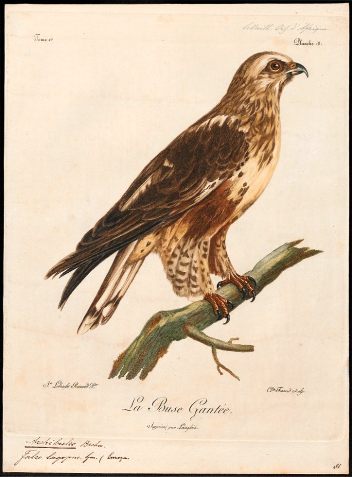 Archibuteo lagopus - 1796-1808 - Print - Iconographia Zoologica - Special Collections University of Amsterdam - UBA01 IZ18200075