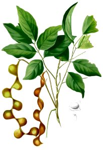 Archidendron scutiferum Blanco2.438-cropped