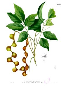 Archidendron scutiferum Blanco2.438