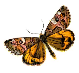 Archiearis parthenias par Nemos