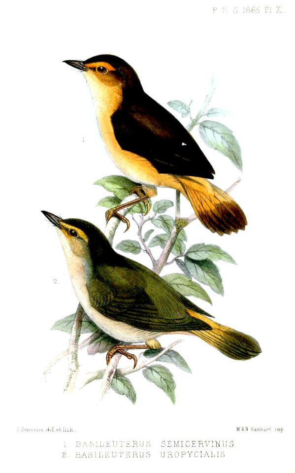 Basileuterus2Jennens