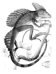 Basiliscus plumifrons2