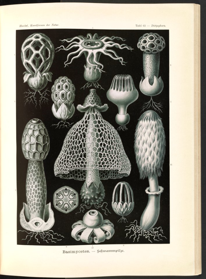 Basimycetes. - Schwammpilze LCCN2015648945
