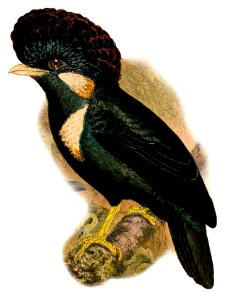 Basilornis galeatus 1898