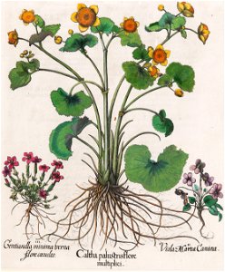 Basilius Besler-Caltha palustris flore
