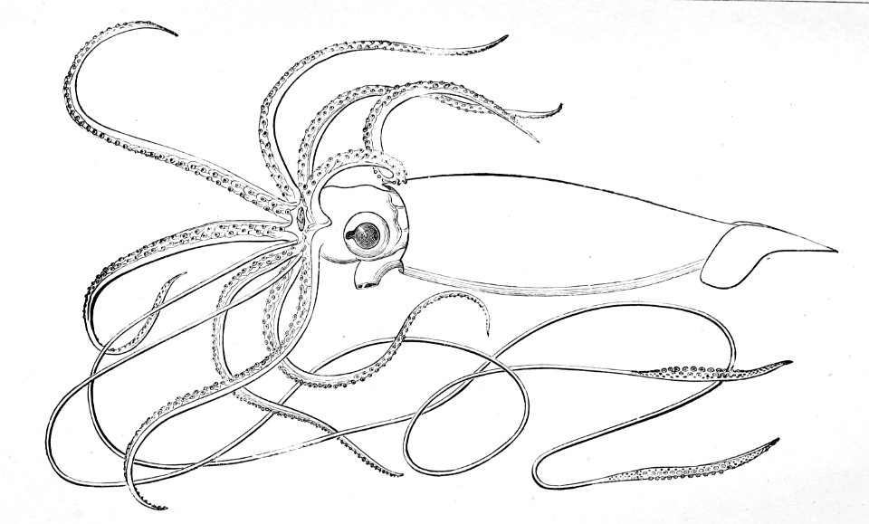 Architeuthis dux Emery Verrill