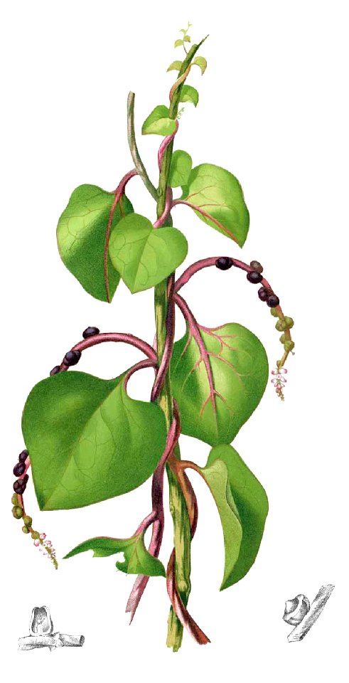 Basella rubra Blanco1.74-cropped