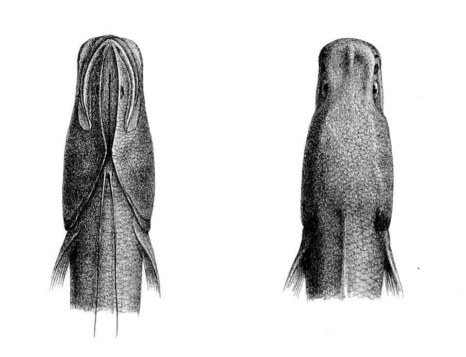 Bassozetus taenia1