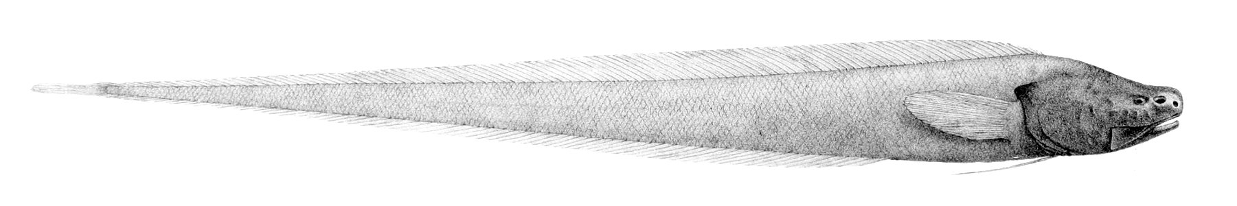 Bassozetus taenia