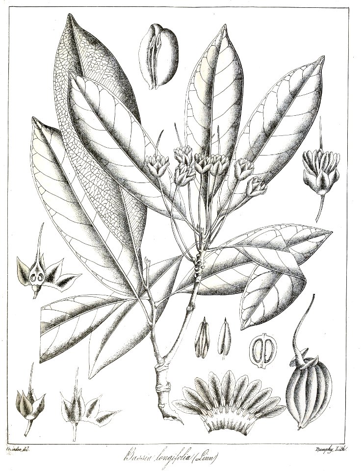 Bassia longifolia Govindoo