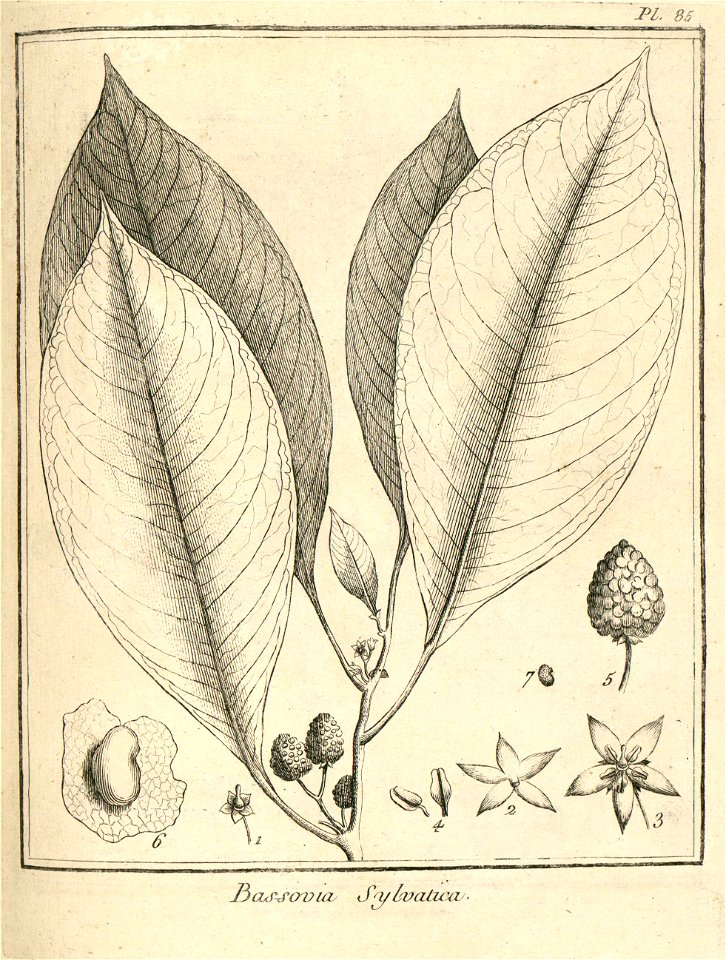 Bassovia sylvatica Aublet 1775 pl 85