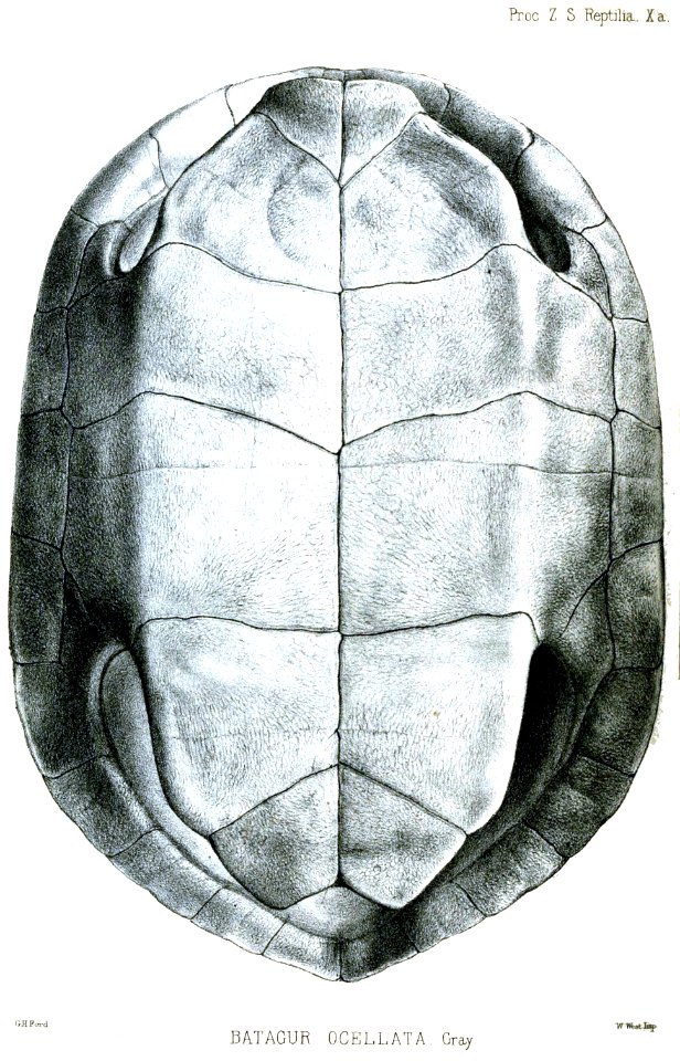 BatagurOcellataPlastronFord