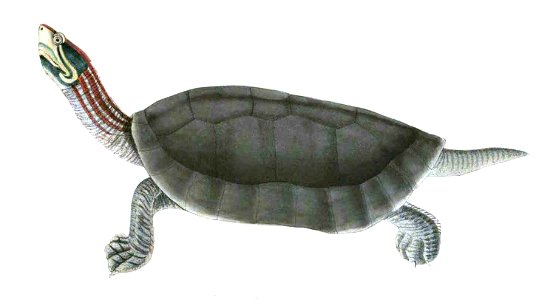 BatagurKachuga