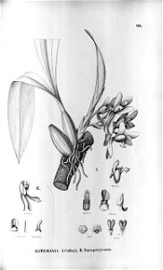 Batemania colleyi - flora Brasiliensis 3-5-94