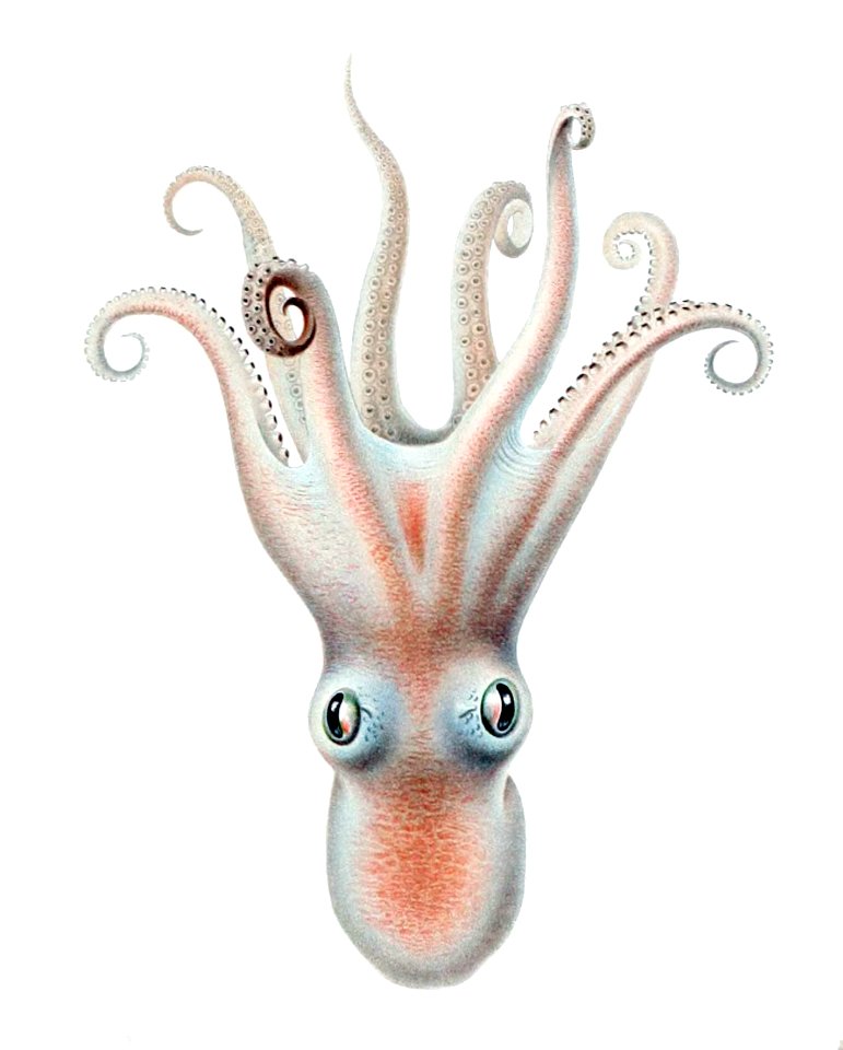 Bathypolypus valdiviae1