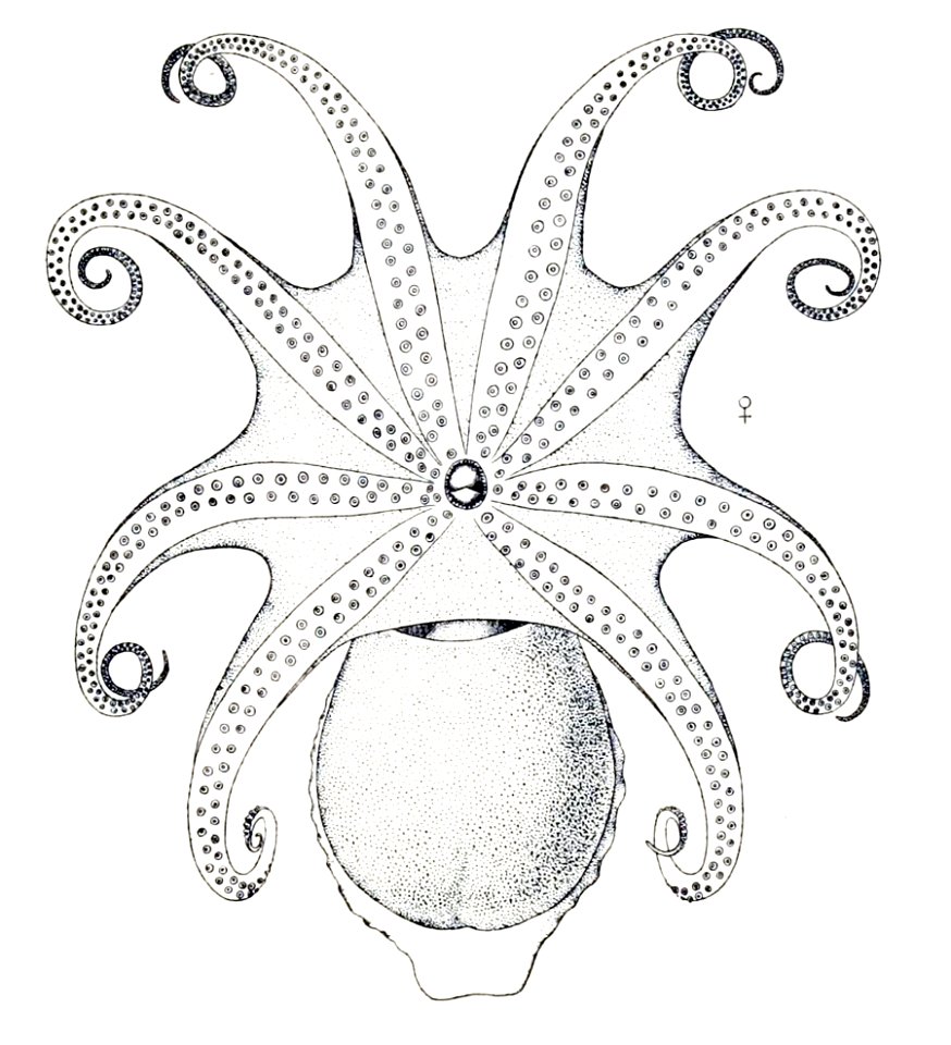 Bathypolypus arcticus5