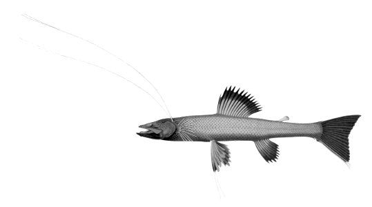 Bathypterois dubius2