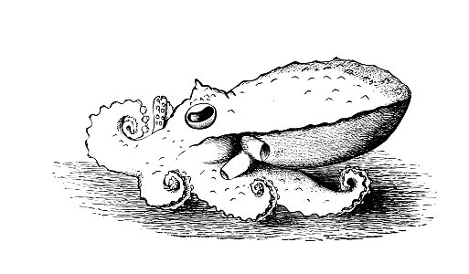 Bathypolypus arcticus2