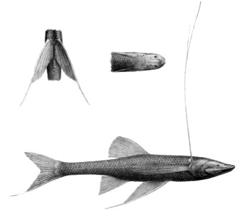Bathypterois longipes1
