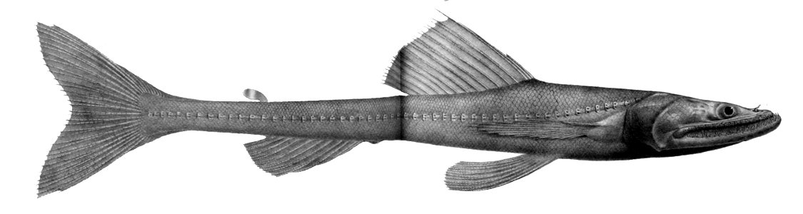 Bathysaurus mollis1