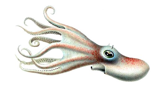 Bathypolypus valdiviae