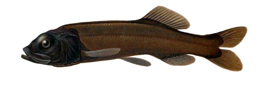 Bathytroctes microlepis