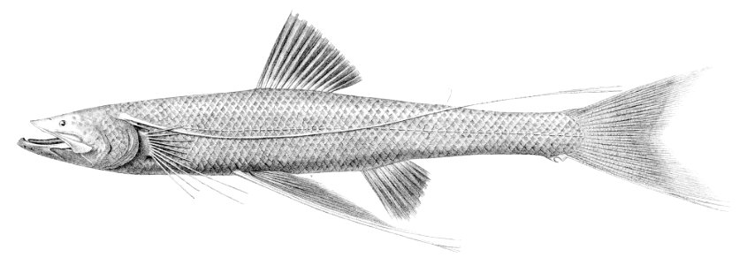 Bathypterois dubius3