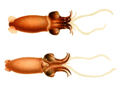 Bathyteuthisabyssicola