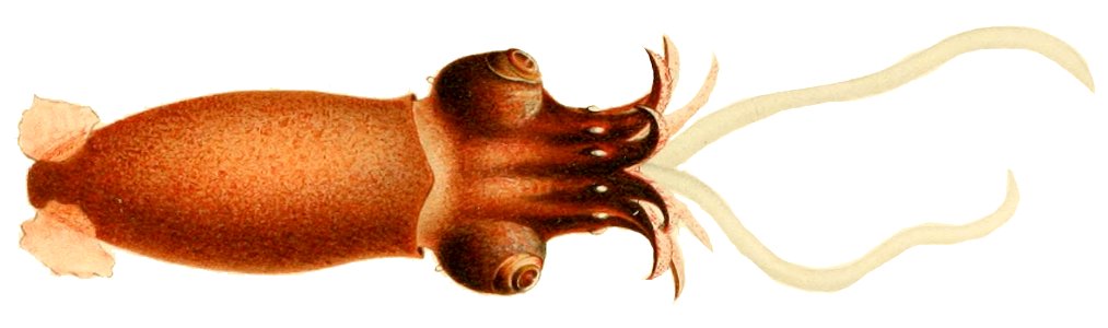 Bathyteuthisabyssicola (top)