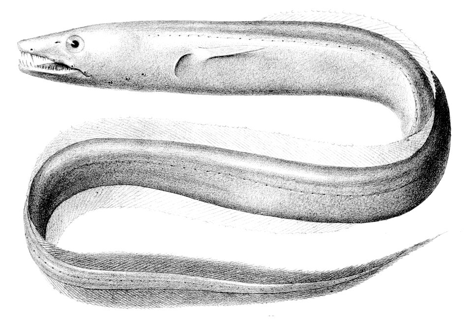 Bathyuroconger vicinus1