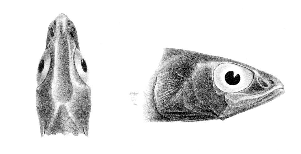 Bathytroctes macrolepis1