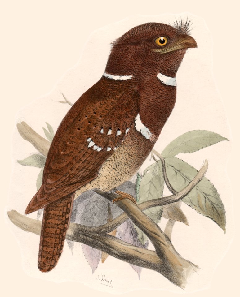 Batrachostomus septimus 02