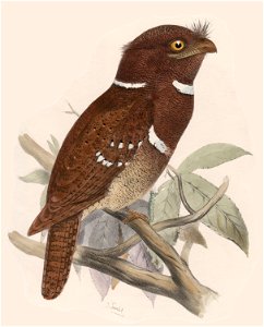 Batrachostomus septimus 02