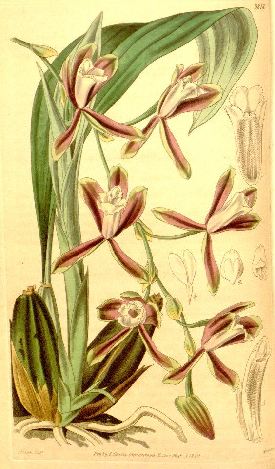 Batemannia colleyi - Curtis' 67 (N.S. 14) pl. 3818 (1841)