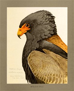 Bateleur Fuertes. Free illustration for personal and commercial use.