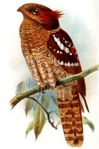 Batrachostomus harterti