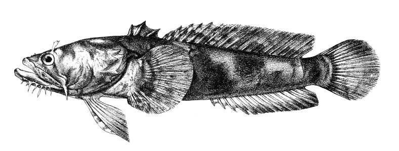 Batrachus grunniens Ford 60