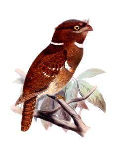 Batrachostomus septimus 01