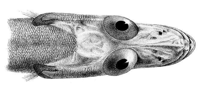 Bathydraco antarcticus1