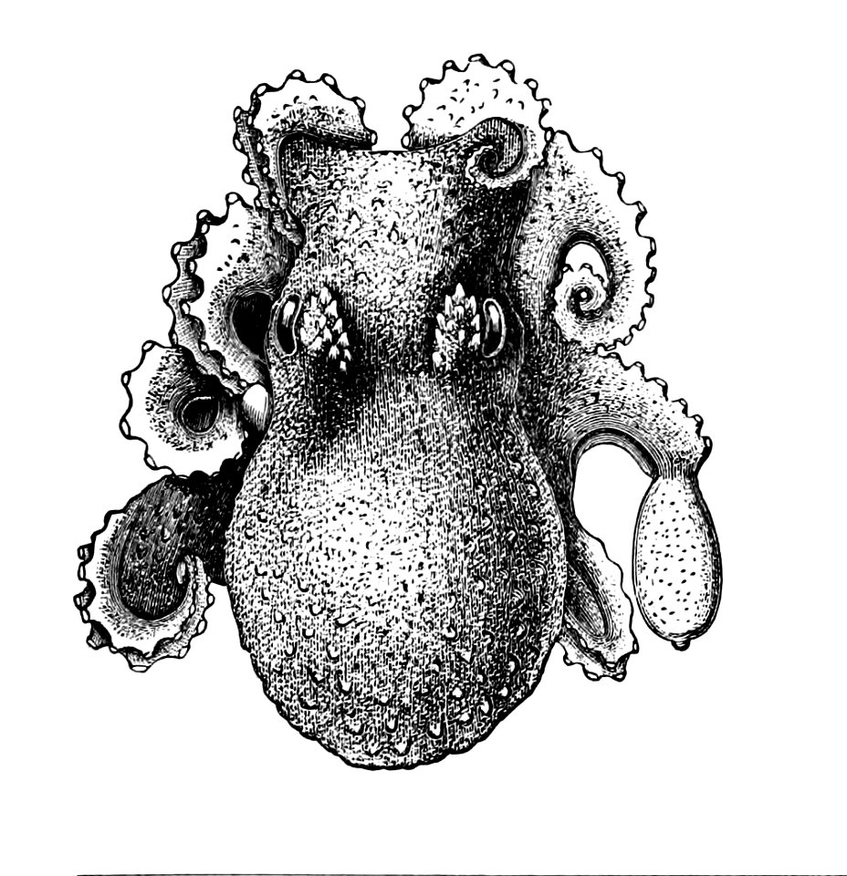 Bathypolypus arcticus1