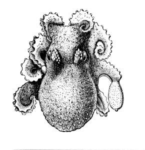 Bathypolypus arcticus1