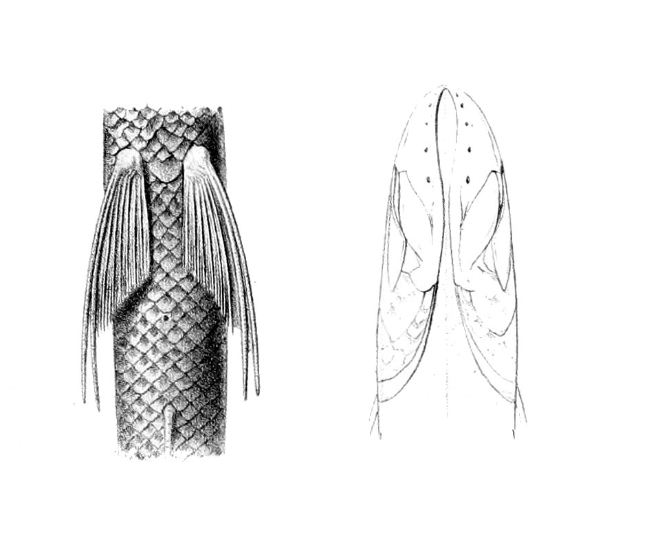 Bathypterois dubius5