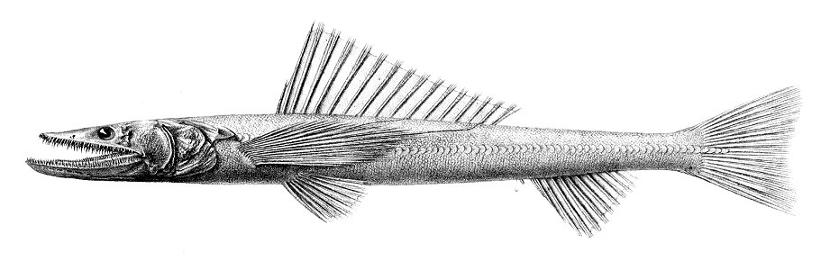 Bathysaurus ferox0