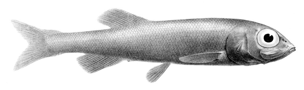 Bathytroctes microlepis1