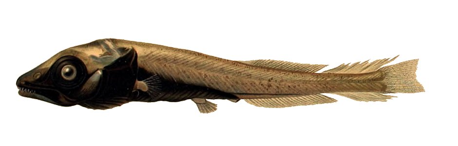 Bathytroctes