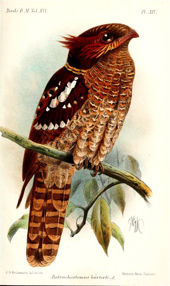 BatrachostomusHartertiKeulemans