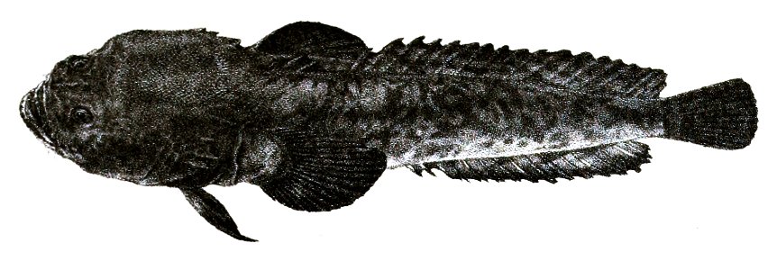 Batrachus grunniens Ford 59