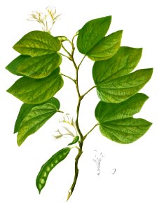 Bauhinia acuminata Blanco1.111-cropped